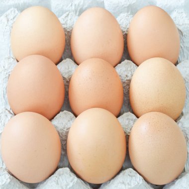 Karton kabın içindeki yumurta grubunu kapat