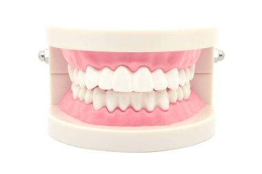 Diş modeli beyaz arkaplanda izole edildi