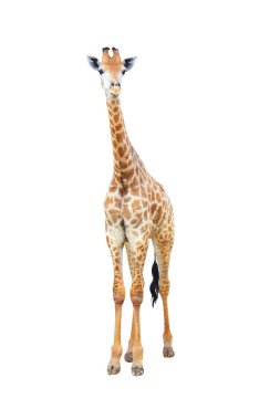 Beyaz arka planda sevimli zürafa