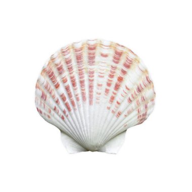 beyaz arkaplanda deniz kabuğu