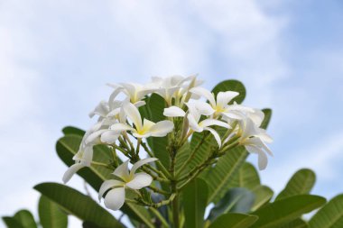 Ağaçtaki Plumeria çiçeğine yakın plan