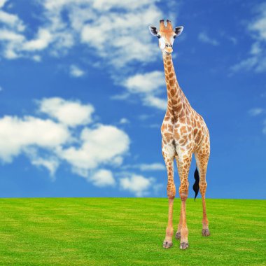 Yeşil alanda duran zürafa