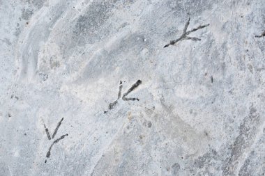 Beton kaldırımda kuş ayak izi