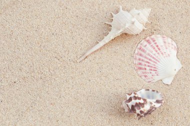 Kumda deniz kabukları, yaz arkaplanı, klasik renk
