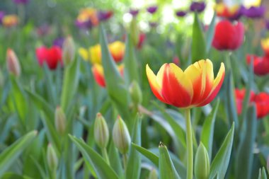 Lale çiçeğine yakın dur.