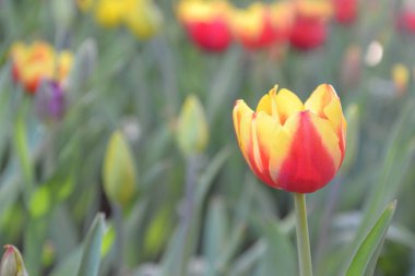 Lale çiçeğine yakın dur.