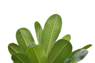 Plumeria yaprakları beyaz arkaplanda yalıtılmış