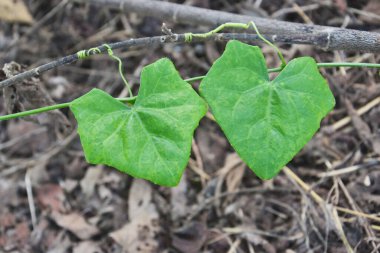Yaprak kalp şeklini kapat