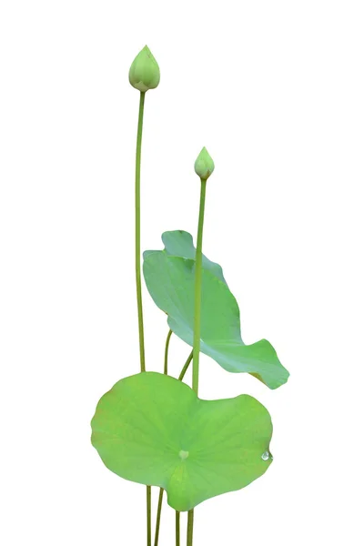 Lotus Blomma Och Blad Isolerad Vit Bakgrund — Stockfoto