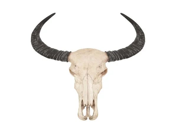 Beyaz arka planda boynuzları olan bufalo kafatası