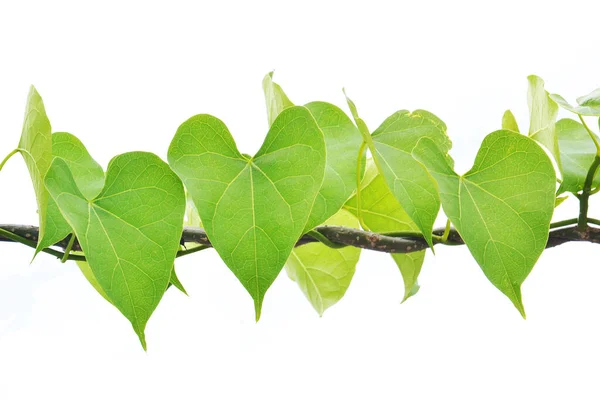 Beyaz arka plan üzerinde şeklinde kalp yaprak