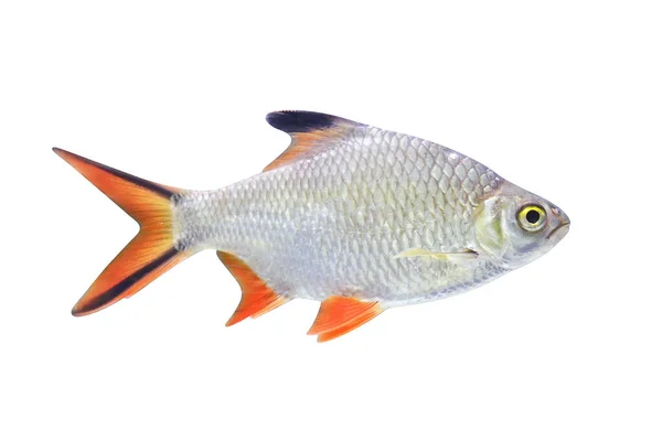 Schwanenfeld 'in alüminyum dikenli balığı beyaz arka planda izole edilmiş, Barbonymus schwanenfeldi.