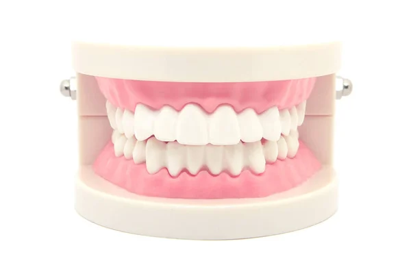 Modelo Dentes Dentários Isolados Fundo Branco — Fotografia de Stock