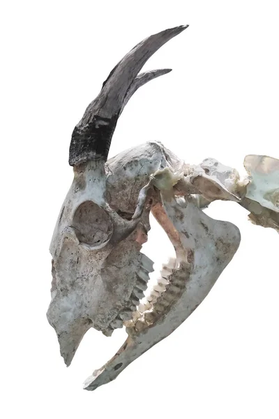 Çürümüş Kafatası Kapaklarını Kapatın — Stok fotoğraf