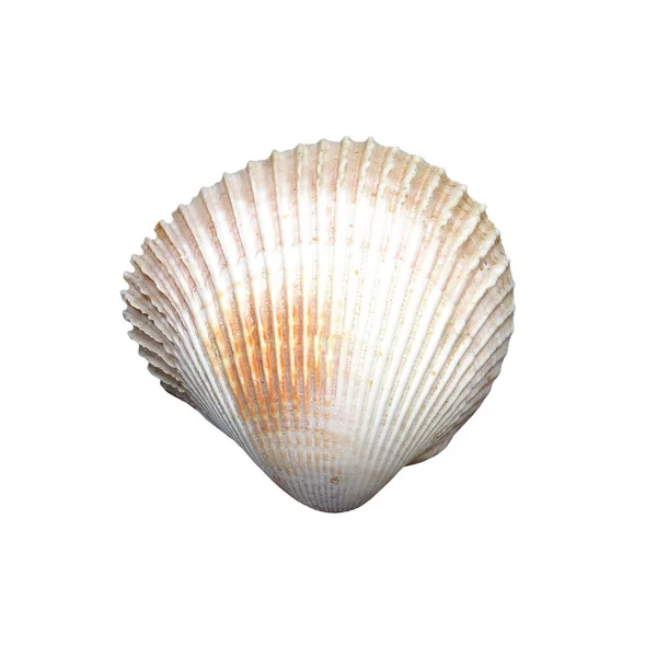 Sea Shell White Background — Stock Photo, Image