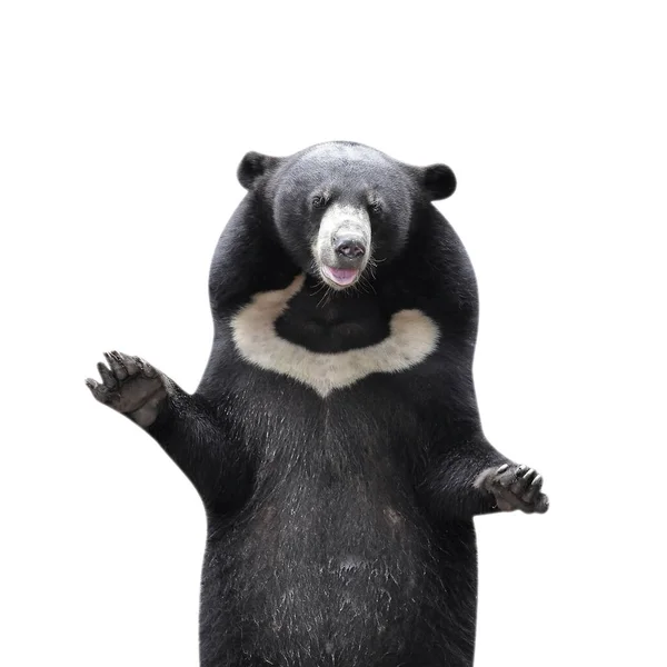 Asiatiska Black Bear Isolerad Vit Bakgrund — Stockfoto