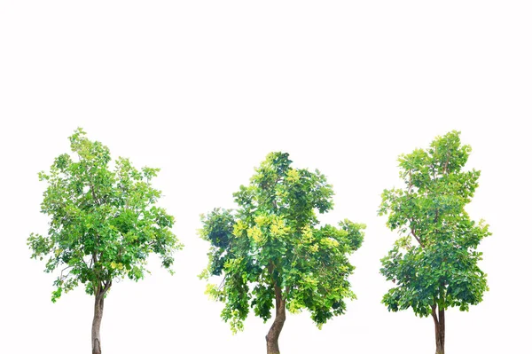 白い背景に孤立した緑の木 — ストック写真