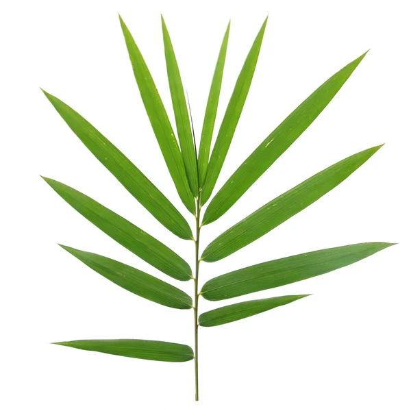 Beyaz arkaplanda izole edilmiş bambu yaprakları