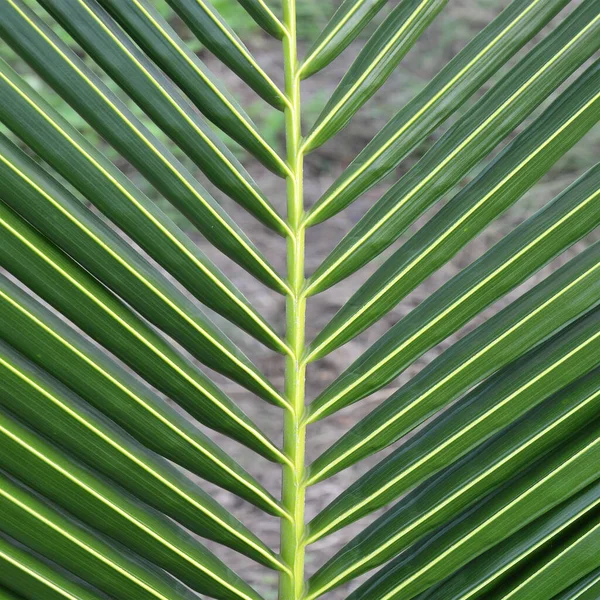 Gros Plan Des Feuilles Noix Coco — Photo