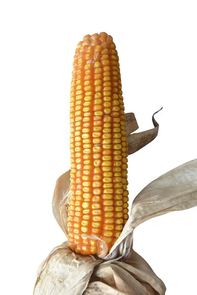 Сушена Кукурудза Білому Тлі — стокове фото