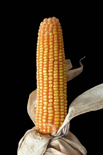 Siyah zemin üzerinde kurumuş mısır