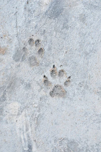 dog footprint on cement sidewalk