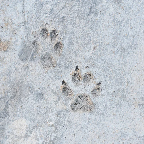 dog footprint on cement sidewalk