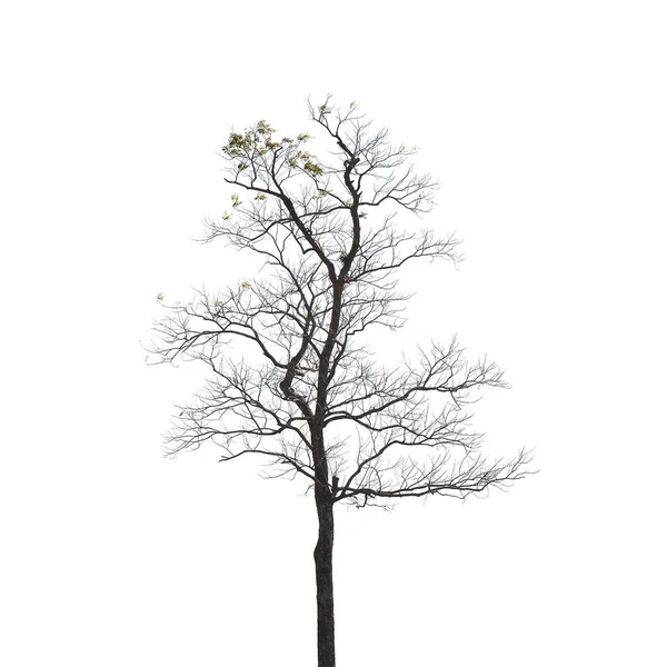 Pohon Mati Pada Latar Belakang Putih — Stok Foto