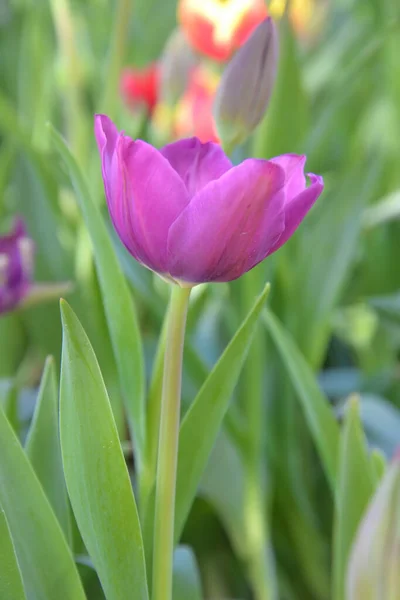 Закрыть Цветок Тюльпана — стоковое фото