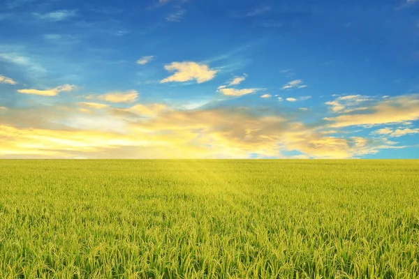 Mavi gökyüzü manzaralı yeşil pirinç tarlası