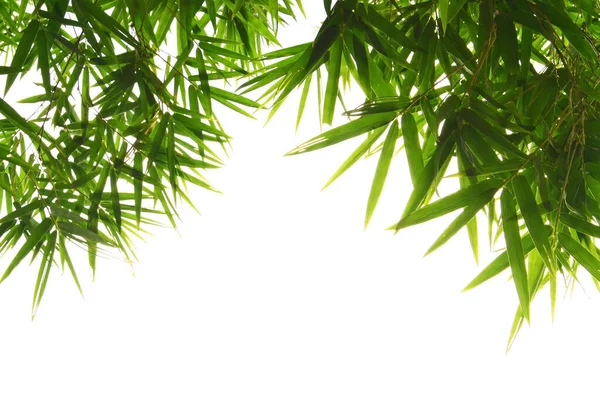 Beyaz arkaplanda yeşil bambu yaprakları