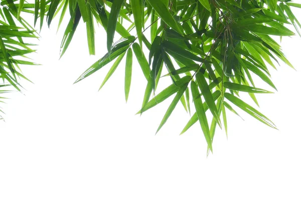 Green Bamboo Leaves White Background — Stock Photo, Image