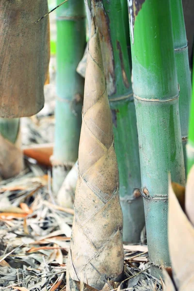 Gros Plan Pousse Bambou Dans Forêt Tropicale — Photo