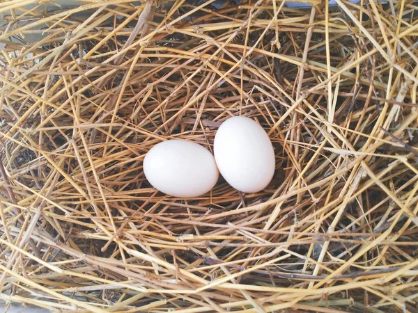 Nahaufnahme Von Frischen Enteneiern Nest — Stockfoto