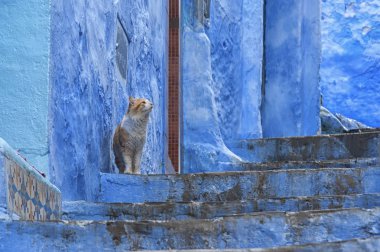 Chefchaouen güzel mavi Medine Kedi, Fas incisi.