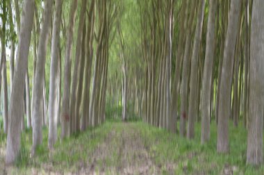 Ormandaki ağaçların soyut hareket bulanıklığı - uzun pozlama 