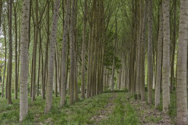 Kırsal kesimde kavak ağaçları sıraları, İtalya
