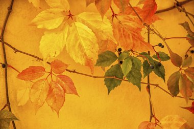 Pienza, Toskana Sonbahar yaprakları - İtalya