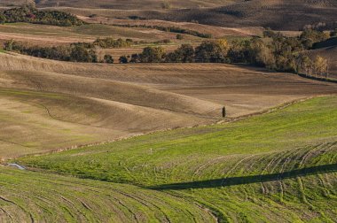 Val D'Orcia, Toskana-İtalya, 30 Ekim 2016: Val D'Orcia, İtalya'da tepeler ve vadiler ile doğal Toskana manzara