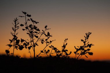 Castiglione d'Orcia gelen Gün batımı - Rocca d'Orcia, Bagno Vignoni, Toskana, İtalya görülen