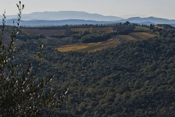 Montalcino Tuscanía Italia Octubre 2016 Campo Montalcino Viñedo Cipreses Campos — Foto de Stock