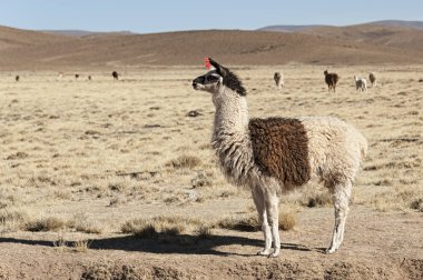 Andes Dağları 'nın güzel peyzajında yaylalarda otlama bir grup Llamas (Alpaca)-Bolivya, Güney Amerika
