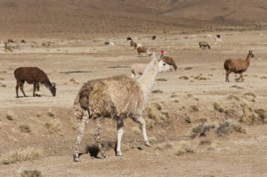 Andes Dağları 'nın güzel peyzajında yaylalarda otlama bir grup Llamas (Alpaca)-Bolivya, Güney Amerika