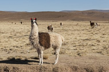 Andes Dağları 'nın güzel peyzajında yaylalarda otlama bir grup Llamas (Alpaca)-Bolivya, Güney Amerika
