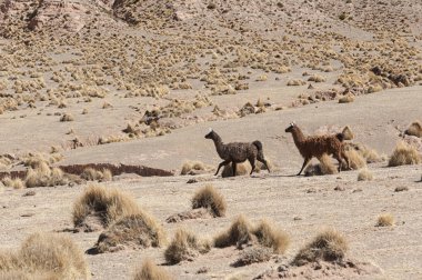 Andes Dağları 'nın güzel peyzajında yaylalarda otlama bir grup Llamas (Alpaca)-Bolivya, Güney Amerika