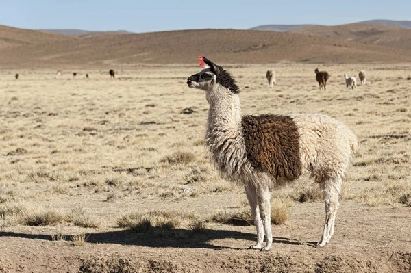 Grupo Llamas Alpaca Pastando Las Tierras Altas Hermoso Paisaje Los — Foto de Stock