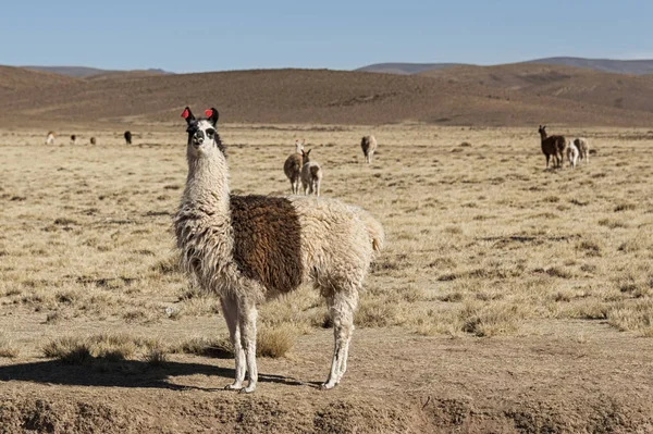 Grupo Llamas Alpaca Pastando Las Tierras Altas Hermoso Paisaje Los — Foto de Stock