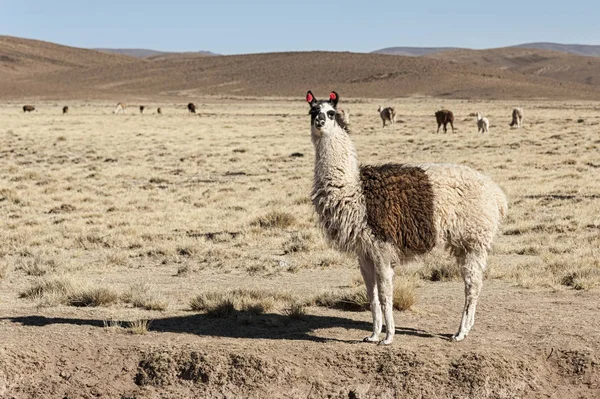 Andes Dağları 'nın güzel peyzajında yaylalarda otlama bir grup Llamas (Alpaca)-Bolivya, Güney Amerika