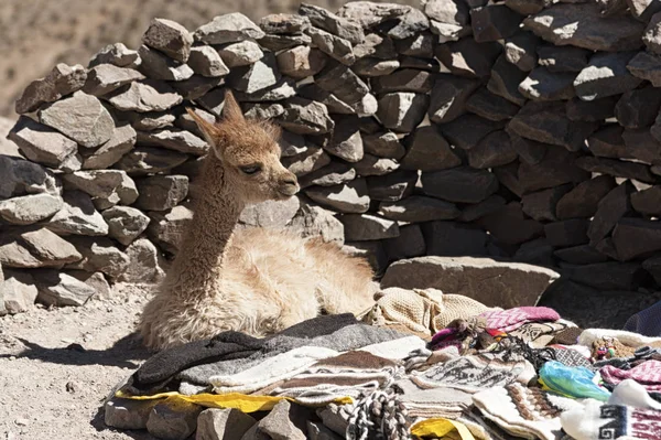 Pequeña Llama Alpaca Camino San Antonio Lipez Boliva América Del — Foto de Stock