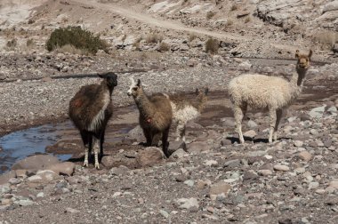 Şili 'deki Atacama Çölü 'nde, Rainbow Vadisi 'ne (Valle Arcoıris) doğru Llamas grubu
